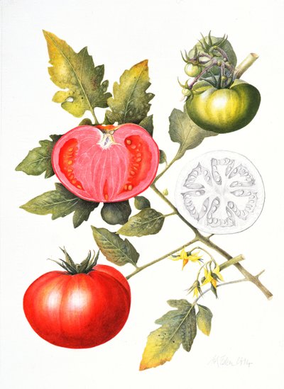 Tomatoes by Margaret Ann Eden